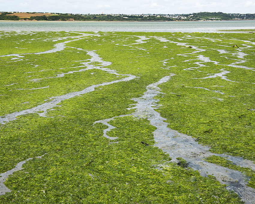 France, Bretagne, Côtes d’Armor, Hillion, Juillet 2023, Algues vertes en baie de Saint-Brieuc, Echouage d’algues, Plage de l’Hôtellerie fermée pour cause d’émanation de gaz H2S (hydrogène sulfuré) et impossibilité technique de ramassage des algues (rochers ou vasière)