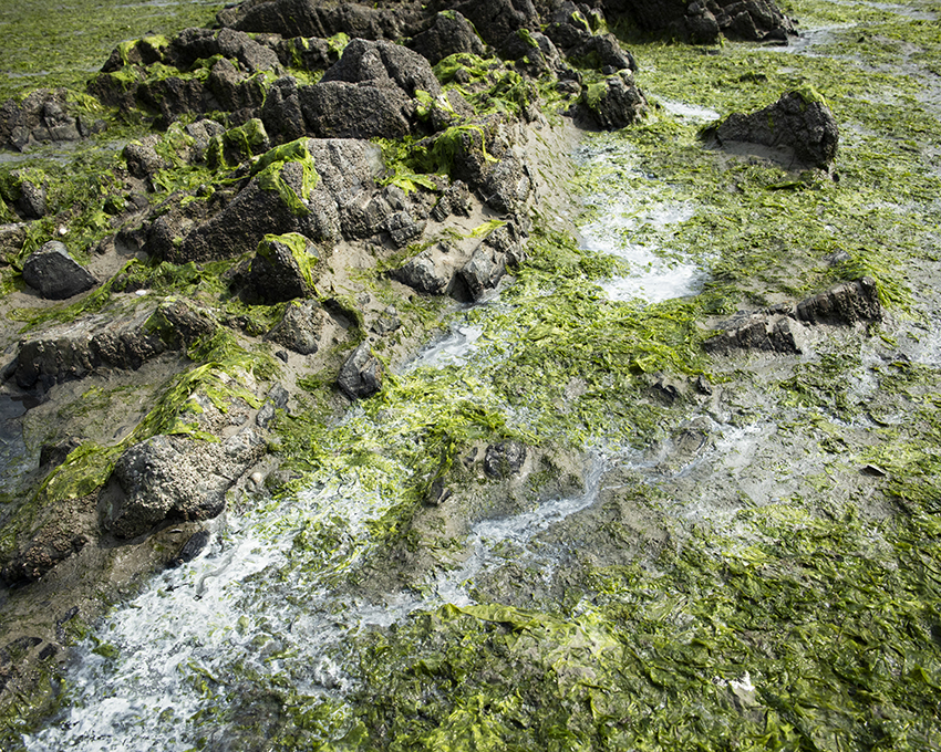France, Bretagne, Côtes d’Armor, Hillion, Juillet 2023, Algues vertes en baie de Saint-Brieuc, Plage de l’Hôtellerie fermée pour cause d’émanation de gaz H2S (hydrogène sulfuré) et impossibilité technique de ramassage des algues (rochers ou vasière)