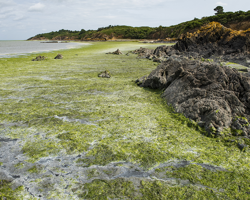 France, Bretagne, Côtes d’Armor, Hillion, Juillet 2023, Algues vertes en baie de Saint-Brieuc, Plage de l’Hôtellerie fermée pour cause d’émanation de gaz H2S (hydrogène sulfuré) et impossibilité technique de ramassage des algues (rochers ou vasière)