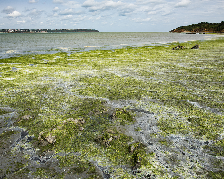 France, Bretagne, Côtes d’Armor, Hillion, Juillet 2023, Algues vertes en baie de Saint-Brieuc, Plage de l’Hôtellerie fermée pour cause d’émanation de gaz H2S (hydrogène sulfuré) et impossibilité technique de ramassage des algues (rochers ou vasière)