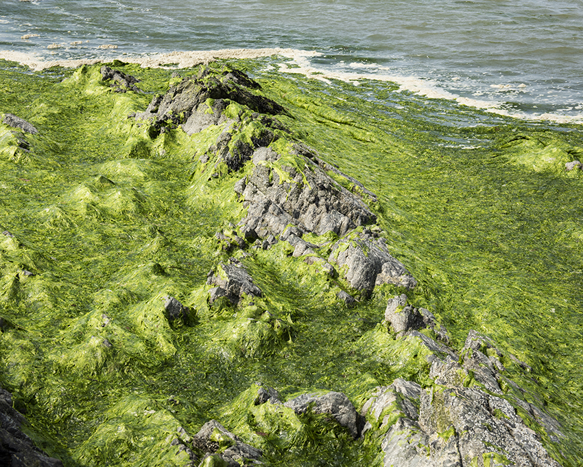 France, Bretagne, Côtes d’Armor, Hillion, Juillet 2023, Algues vertes en baie de Saint-Brieuc, Plage de l’Hôtellerie fermée pour cause d’émanation de gaz H2S (hydrogène sulfuré) et impossibilité technique de ramassage des algues (rochers ou vasière)