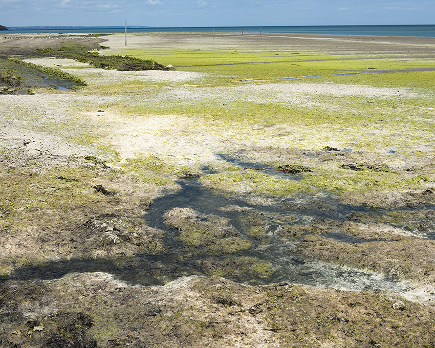 France, Bretagne, Côtes d’Armor, Hillion, Juillet 2023, Algues vertes en baie de Saint-Brieuc, Plage de La Granville, Large dépôt d’algues en putréfaction,