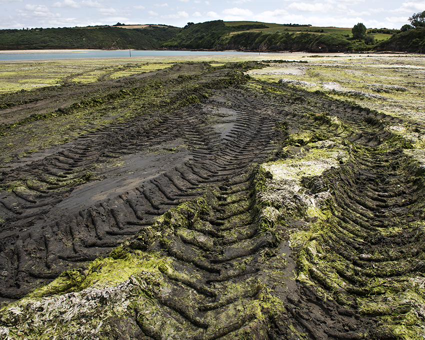 France, Bretagne, Côtes d’Armor, Hillion, Juillet 2023, Algues vertes en baie de Saint-Brieuc, Plage de La Granville, Large dépôt d’algues en putréfaction, Les engins de ramassage ne peuvent intervenir sur les vasières car ils patinent et risquent de s’enliser