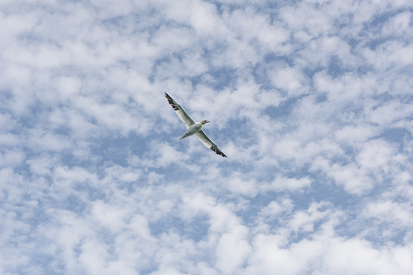 France, Bretagne, Côtes d’Armor, Ploumanach, Septembre 2023, Réserve naturelle des Sept Îles, Colonie de fous de Bassan sur l’île Rouzic, Plus de la moitié de la colonie a été décimée par la grippe aviaire, Le garde technicien de la Réserve naturelle Armel Deniau et le conservateur de la Réserve naturelle Pascal Provost s’apprêtent pour aller faire un comptage et de l’observation sur l’île Rouzic, Fou de Bassan en plein vol